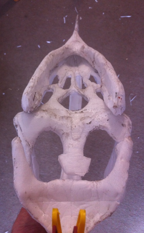 posterior skull details 1