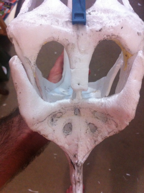 posterior skull details 2